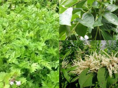 空間での抗菌・ウィルス対策